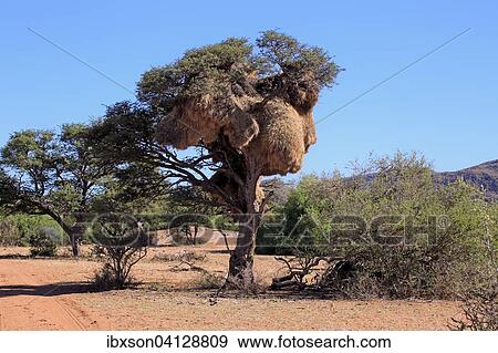 Sociable weaver (Philetairus socius) nest in a tree, colony, Tswalu Game Reserve, Kalahari Desert, North Cape, South Africa, Africa View Large Photo Image Stock Photo - Sociable weaver (Philetairus socius) nest in a tree, colony, Tswalu Game Reserve, Kalahari Desert, North Cape, South Africa, Africa. Fotosearch