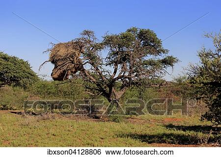 Stock Photograph - Sociable weaver (Philetairus socius) nest in a tree, colony, Tswalu Game Reserve, Kalahari Desert, North Cape, South Africa, Africa. Fotosearch