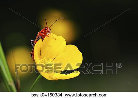 Solider beetle or leatherwing (Cantharidae) sitting on buttercup (Ranunculus), Baden-Wurttemberg, Germany, Europe View Large Photo Image Picture - Solider beetle or leatherwing (Cantharidae) sitting on buttercup (Ranunculus), Baden-Wurttemberg, Germany, Europe. Fotosearch