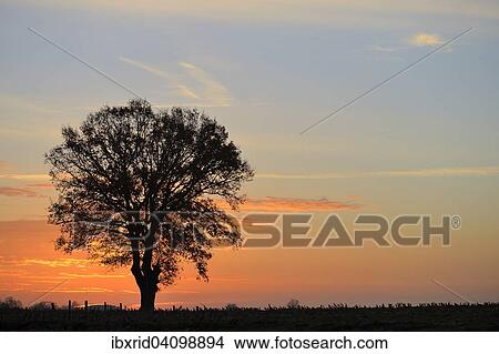 Solitary Pedunculate oak (Quercus robur) at dawn, North Rhine-Westphalia, Germany, Europe View Large Photo Image Picture - Solitary Pedunculate oak (Quercus robur) at dawn, North Rhine-Westphalia, Germany, Europe. Fotosearch