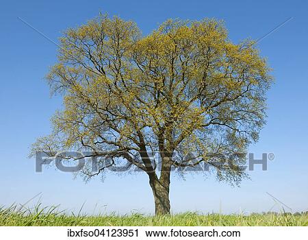 Solitary Pedunculate oak (Quercus robur) in spring, Lower Saxony, Germany, Europe View Large Photo Image Stock Image - Solitary Pedunculate oak (Quercus robur) in spring, Lower Saxony, Germany, Europe. Fotosearch