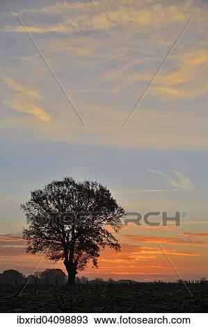 Solitary Pedunculate oak (Quercus robur) at dawn, North Rhine-Westphalia, Germany, Europe View Large Photo Image Stock Image - Solitary Pedunculate oak (Quercus robur) at dawn, North Rhine-Westphalia, Germany, Europe. Fotosearch