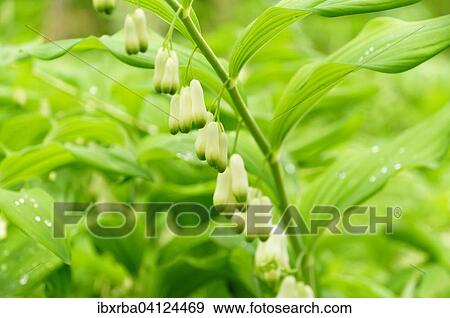 Solomon's seal (Polygonatum multiflorum) with raindrops, North Rhine-Westphalia, Germany, Europe View Large Photo Image Stock Photo - Solomon's seal (Polygonatum multiflorum) with raindrops, North Rhine-Westphalia, Germany, Europe. Fotosearch