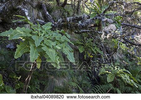 Sonchus fruticosus (Sonchus fruticosus), Madeira, Portugal, Europe View Large Photo Image Stock Image - Sonchus fruticosus (Sonchus fruticosus), Madeira, Portugal, Europe. Fotosearch
