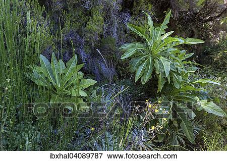 Sonchus fruticosus (Sonchus fruticosus), Madeira, Portugal, Europe View Large Photo Image Stock Photo - Sonchus fruticosus (Sonchus fruticosus), Madeira, Portugal, Europe. Fotosearch