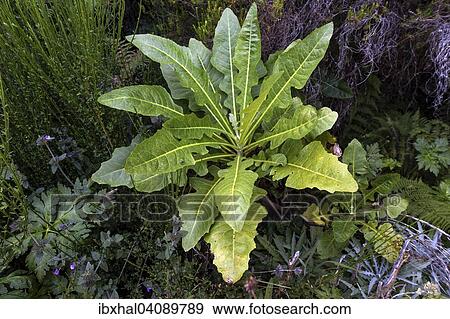 Sonchus fruticosus (Sonchus fruticosus), Madeira, Portugal, Europe View Large Photo Image Stock Photo - Sonchus fruticosus (Sonchus fruticosus), Madeira, Portugal, Europe. Fotosearch