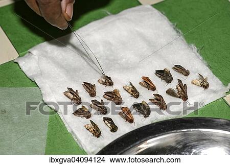 Sorting and preparation of the finds of a moth-collecting expedition under the Ethiopian Insect Project, EIP, Harenna Forest, Bale Mountains National Park, Oromia Region, Ethiopia, Africa View Large Photo Image Picture - Sorting and preparation of the finds of a moth-collecting expedition under the Ethiopian Insect Project, EIP, Harenna Forest, Bale Mountains National Park, Oromia Region, Ethiopia, Africa. Fotosearch