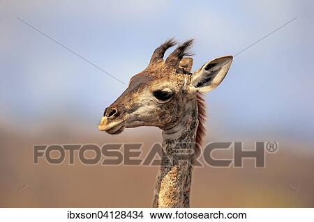 South African giraffe (Giraffa camelopardalis giraffa), portrait, young animal, Kruger National Park, South Africa, Africa View Large Photo Image Picture - South African giraffe (Giraffa camelopardalis giraffa), portrait, young animal, Kruger National Park, South Africa, Africa. Fotosearch