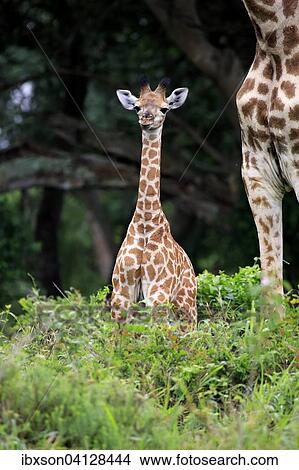 South African giraffe (Giraffa camelopardalis giraffa), offspring, Saint Lucia Estuary, iSimangaliso Wetland Park, KwaZulu-Natal, South Africa, Africa View Large Photo Image Picture - South African giraffe (Giraffa camelopardalis giraffa), offspring, Saint Lucia Estuary, iSimangaliso Wetland Park, KwaZulu-Natal, South Africa, Africa. Fotosearch