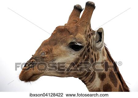 South African giraffe (Giraffa camelopardalis giraffa), adult portrait, Kruger National Park, South Africa, Africa View Large Photo Image Stock Image - South African giraffe (Giraffa camelopardalis giraffa), adult portrait, Kruger National Park, South Africa, Africa. Fotosearch