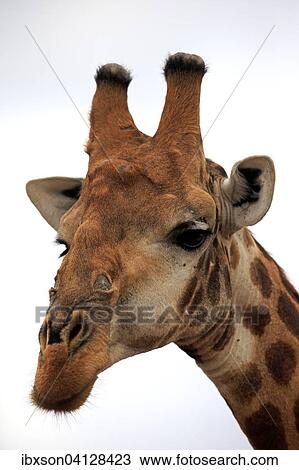 South African giraffe (Giraffa camelopardalis giraffa), adult portrait, Kruger National Park, South Africa, Africa View Large Photo Image Stock Image - South African giraffe (Giraffa camelopardalis giraffa), adult portrait, Kruger National Park, South Africa, Africa. Fotosearch