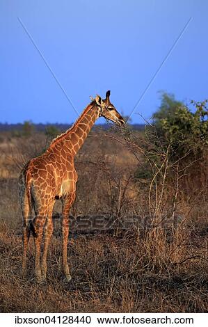South African giraffe (Giraffa camelopardalis giraffa), offspring feeding, Kruger National Park, South Africa, Africa View Large Photo Image Stock Image - South African giraffe (Giraffa camelopardalis giraffa), offspring feeding, Kruger National Park, South Africa, Africa. Fotosearch