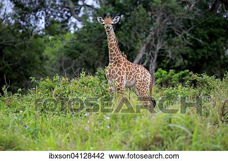 Stock Image - South African giraffe (Giraffa camelopardalis giraffa), offspring, Saint Lucia Estuary, iSimangaliso Wetland Park, KwaZulu-Natal, South Africa, Africa. Fotosearch