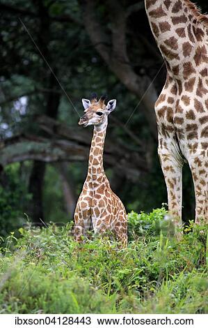 South African giraffe (Giraffa camelopardalis giraffa), offspring, Saint Lucia Estuary, iSimangaliso Wetland Park, KwaZulu-Natal, South Africa, Africa View Large Photo Image Stock Image - South African giraffe (Giraffa camelopardalis giraffa), offspring, Saint Lucia Estuary, iSimangaliso Wetland Park, KwaZulu-Natal, South Africa, Africa. Fotosearch