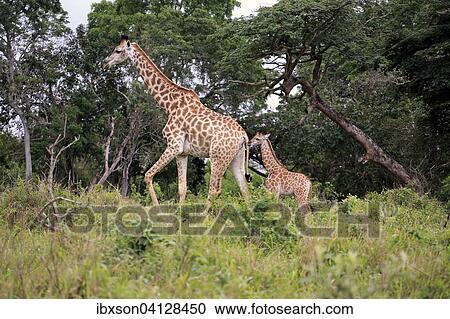 South African giraffe (Giraffa camelopardalis giraffa), mother with young, Saint Lucia Estuary, iSimangaliso Wetland Park, KwaZulu-Natal, South Africa, Africa View Large Photo Image Stock Image - South African giraffe (Giraffa camelopardalis giraffa), mother with young, Saint Lucia Estuary, iSimangaliso Wetland Park, KwaZulu-Natal, South Africa, Africa. Fotosearch