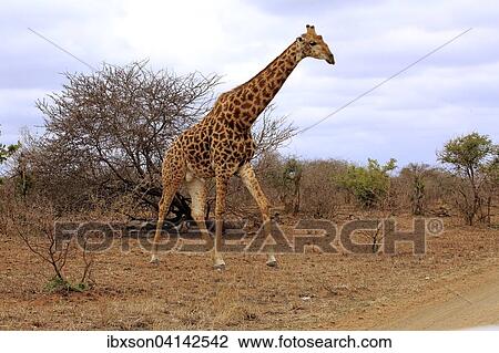 Stock Image - South African giraffe (Giraffa camelopardalis giraffa), adult, Kruger National Park, South Africa, Africa. Fotosearch