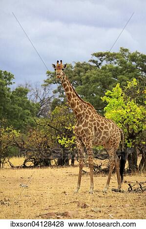 South African giraffe (Giraffa camelopardalis giraffa), adult, Kruger National Park, South Africa, Africa View Large Photo Image Stock Photo - South African giraffe (Giraffa camelopardalis giraffa), adult, Kruger National Park, South Africa, Africa. Fotosearch