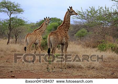 South African giraffe (Giraffa camelopardalis giraffa), two juveniles, Kruger National Park, South Africa, Africa View Large Photo Image Stock Photo - South African giraffe (Giraffa camelopardalis giraffa), two juveniles, Kruger National Park, South Africa, Africa. Fotosearch