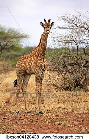 South African giraffe (Giraffa camelopardalis giraffa), offspring, Kruger National Park, South Africa, Africa View Large Photo Image Stock Photo - South African giraffe (Giraffa camelopardalis giraffa), offspring, Kruger National Park, South Africa, Africa. Fotosearch