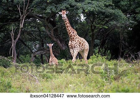 South African giraffe (Giraffa camelopardalis giraffa), mother with young, Saint Lucia Estuary, iSimangaliso Wetland Park, KwaZulu-Natal, South Africa, Africa View Large Photo Image Stock Photo - South African giraffe (Giraffa camelopardalis giraffa), mother with young, Saint Lucia Estuary, iSimangaliso Wetland Park, KwaZulu-Natal, South Africa, Africa. Fotosearch