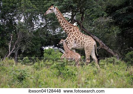 South African giraffe (Giraffa camelopardalis giraffa), mother with young, Saint Lucia Estuary, iSimangaliso Wetland Park, KwaZulu-Natal, South Africa, Africa View Large Photo Image Stock Photo - South African giraffe (Giraffa camelopardalis giraffa), mother with young, Saint Lucia Estuary, iSimangaliso Wetland Park, KwaZulu-Natal, South Africa, Africa. Fotosearch