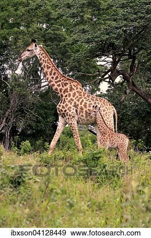 South African giraffe (Giraffa camelopardalis giraffa), mother with young, Saint Lucia Estuary, iSimangaliso Wetland Park, KwaZulu-Natal, South Africa, Africa View Large Photo Image Stock Photo - South African giraffe (Giraffa camelopardalis giraffa), mother with young, Saint Lucia Estuary, iSimangaliso Wetland Park, KwaZulu-Natal, South Africa, Africa. Fotosearch