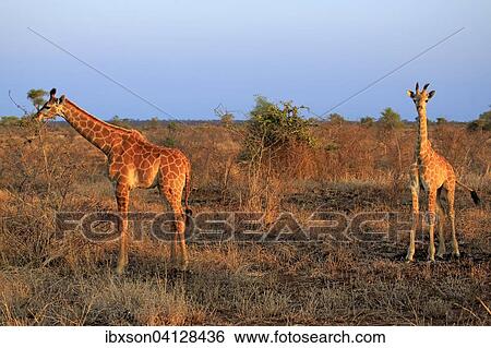 Stock Photograph - South African giraffe (Giraffa camelopardalis giraffa), two juveniles, feeding, Kruger National Park, South Africa, Africa. Fotosearch
