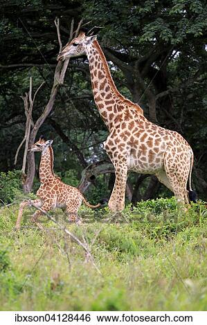 South African giraffe (Giraffa camelopardalis giraffa), mother with young, Saint Lucia Estuary, iSimangaliso Wetland Park, KwaZulu-Natal, South Africa, Africa View Large Photo Image Stock Photograph - South African giraffe (Giraffa camelopardalis giraffa), mother with young, Saint Lucia Estuary, iSimangaliso Wetland Park, KwaZulu-Natal, South Africa, Africa. Fotosearch
