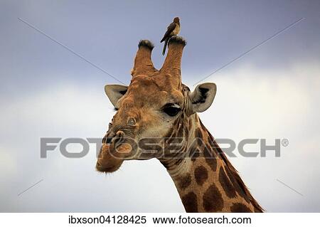 South African giraffe (Giraffa camelopardalis giraffa), adult portrait with red-billed oxpecker (Buphagus erythrorhynchus), Kruger National Park, South Africa, Africa View Large Photo Image Stock Photography - South African giraffe (Giraffa camelopardalis giraffa), adult portrait with red-billed oxpecker (Buphagus erythrorhynchus), Kruger National Park, South Africa, Africa. Fotosearch
