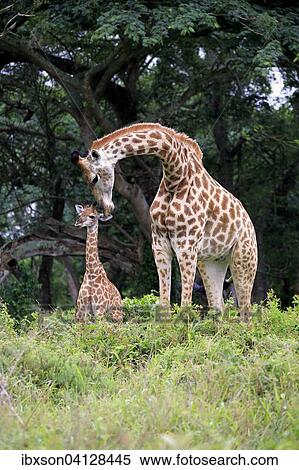 South African giraffe (Giraffa camelopardalis giraffa), mother with young, Saint Lucia Estuary, iSimangaliso Wetland Park, KwaZulu-Natal, South Africa, Africa View Large Photo Image Stock Photography - South African giraffe (Giraffa camelopardalis giraffa), mother with young, Saint Lucia Estuary, iSimangaliso Wetland Park, KwaZulu-Natal, South Africa, Africa. Fotosearch
