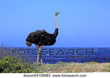 South African Ostrich (Struthio camelus australis), adult male, Cape of Good Hope, Table Mountain National Park, Western Cape, South Africa, Africa View Large Photo Image Stock Image - South African Ostrich (Struthio camelus australis), adult male, Cape of Good Hope, Table Mountain National Park, Western Cape, South Africa, Africa. Fotosearch