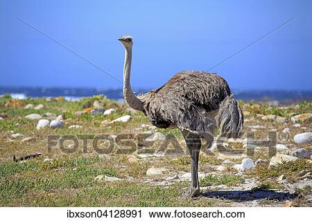 South African Ostrich (Struthio camelus australis), adult female, Cape of Good Hope, Table Mountain National Park, Western Cape, South Africa, Africa View Large Photo Image Stock Image - South African Ostrich (Struthio camelus australis), adult female, Cape of Good Hope, Table Mountain National Park, Western Cape, South Africa, Africa. Fotosearch