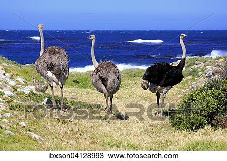 South African Ostrich (Struthio camelus australis), adult, two females and a male, Cape of Good Hope, Table Mountain National Park, Western Cape, South Africa, Africa View Large Photo Image Stock Image - South African Ostrich (Struthio camelus australis), adult, two females and a male, Cape of Good Hope, Table Mountain National Park, Western Cape, South Africa, Africa. Fotosearch