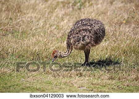 South African Ostrich (Struthio camelus australis), young bird foraging, Cape of Good Hope, Table Mountain National Park, Western Cape, South Africa, Africa View Large Photo Image Stock Image - South African Ostrich (Struthio camelus australis), young bird foraging, Cape of Good Hope, Table Mountain National Park, Western Cape, South Africa, Africa. Fotosearch