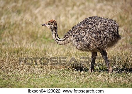 South African Ostrich (Struthio camelus australis), young bird, Cape of Good Hope, Table Mountain National Park, Western Cape, South Africa, Africa View Large Photo Image Stock Image - South African Ostrich (Struthio camelus australis), young bird, Cape of Good Hope, Table Mountain National Park, Western Cape, South Africa, Africa. Fotosearch
