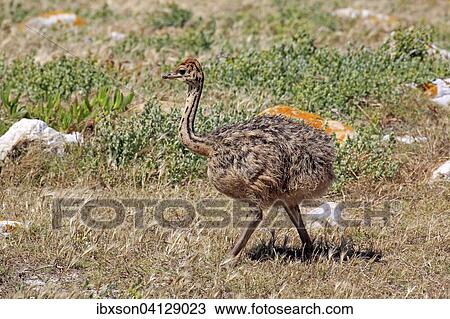 South African Ostrich (Struthio camelus australis), young bird, Cape of Good Hope, Table Mountain National Park, Western Cape, South Africa, Africa View Large Photo Image Stock Image - South African Ostrich (Struthio camelus australis), young bird, Cape of Good Hope, Table Mountain National Park, Western Cape, South Africa, Africa. Fotosearch