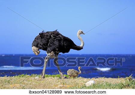 South African Ostrich (Struthio camelus australis), adult male with young bird, Cape of Good Hope, Table Mountain National Park, Western Cape, South Africa, Africa View Large Photo Image Stock Photo - South African Ostrich (Struthio camelus australis), adult male with young bird, Cape of Good Hope, Table Mountain National Park, Western Cape, South Africa, Africa. Fotosearch