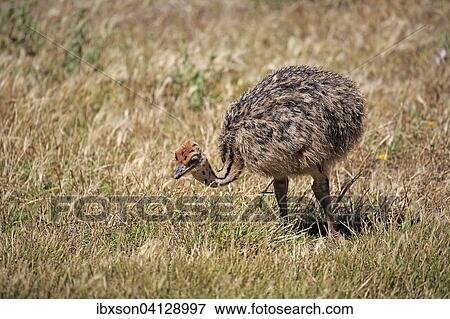 South African Ostrich (Struthio camelus australis), young bird foraging, Cape of Good Hope, Table Mountain National Park, Western Cape, South Africa, Africa View Large Photo Image Stock Photo - South African Ostrich (Struthio camelus australis), young bird foraging, Cape of Good Hope, Table Mountain National Park, Western Cape, South Africa, Africa. Fotosearch