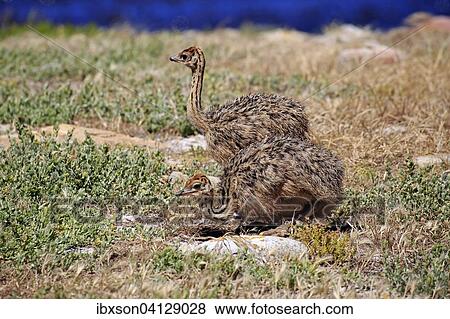 South African Ostrich (Struthio camelus australis), two young birds, foraging, Cape of Good Hope, Table Mountain National Park, Western Cape, South Africa, Africa View Large Photo Image Stock Photo - South African Ostrich (Struthio camelus australis), two young birds, foraging, Cape of Good Hope, Table Mountain National Park, Western Cape, South Africa, Africa. Fotosearch