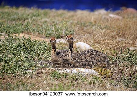 South African Ostrich (Struthio camelus australis), two young birds, Cape of Good Hope, Table Mountain National Park, Western Cape, South Africa, Africa View Large Photo Image Stock Photo - South African Ostrich (Struthio camelus australis), two young birds, Cape of Good Hope, Table Mountain National Park, Western Cape, South Africa, Africa. Fotosearch