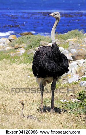 Stock Photograph - South African Ostrich (Struthio camelus australis), adult male with young bird, Cape of Good Hope, Table Mountain National Park, Western Cape, South Africa, Africa. Fotosearch