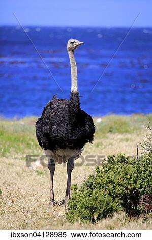 South African Ostrich (Struthio camelus australis), adult male, Cape of Good Hope, Table Mountain National Park, Western Cape, South Africa, Africa View Large Photo Image Stock Photography - South African Ostrich (Struthio camelus australis), adult male, Cape of Good Hope, Table Mountain National Park, Western Cape, South Africa, Africa. Fotosearch