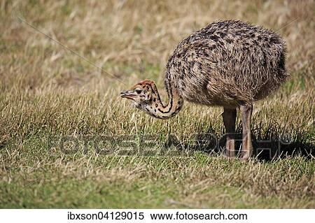 Stock Photography - South African Ostrich (Struthio camelus australis), young bird foraging, Cape of Good Hope, Table Mountain National Park, Western Cape, South Africa, Africa. Fotosearch