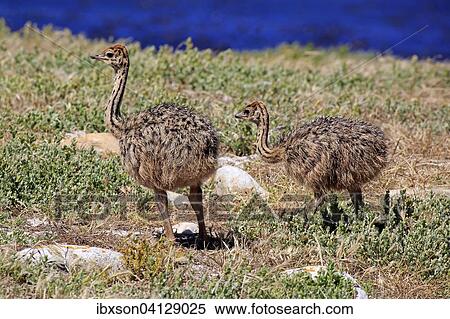 South African Ostrich (Struthio camelus australis), two young birds, Cape of Good Hope, Table Mountain National Park, Western Cape, South Africa, Africa View Large Photo Image Stock Photography - South African Ostrich (Struthio camelus australis), two young birds, Cape of Good Hope, Table Mountain National Park, Western Cape, South Africa, Africa. Fotosearch
