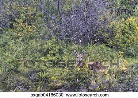South Andean Deer (Hippocamelus bisulcus), Torres del Paine National Park, Chilean Patagonia, Chile, South America View Large Photo Image Stock Image - South Andean Deer (Hippocamelus bisulcus), Torres del Paine National Park, Chilean Patagonia, Chile, South America. Fotosearch