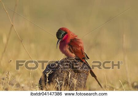 Stock Photograph - Southern Carmine Bee-Eater (Merops nubicoides), on elephant dung, Chobe National Park, Botswana, Africa. Fotosearch