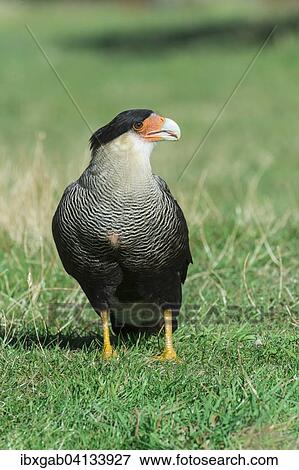 Southern Crested Caracara (Caracara plancus), Torres del Paine National Park, Chilean Patagonia, Chile, South America View Large Photo Image Stock Photo - Southern Crested Caracara (Caracara plancus), Torres del Paine National Park, Chilean Patagonia, Chile, South America. Fotosearch