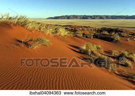 Southern foothills of the Namib desert, sand duneswith tufts of grass, behind the Tiras Mountains, morning light, Namibia, Africa View Large Photo Image Stock Image - Southern foothills of the Namib desert, sand duneswith tufts of grass, behind the Tiras Mountains, morning light, Namibia, Africa. Fotosearch