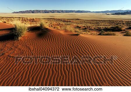 Southern foothills of the Namib desert, sand dunes with tufts of grass, behind the Tiras Mountains, morning light, Namibia, Africa View Large Photo Image Stock Image - Southern foothills of the Namib desert, sand dunes with tufts of grass, behind the Tiras Mountains, morning light, Namibia, Africa. Fotosearch