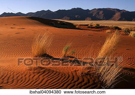 Southern foothills of the Namib desert, sand dunes with tufts of grass, behind the Tiras Mountains, evening light, Namibia, Africa View Large Photo Image Stock Image - Southern foothills of the Namib desert, sand dunes with tufts of grass, behind the Tiras Mountains, evening light, Namibia, Africa. Fotosearch